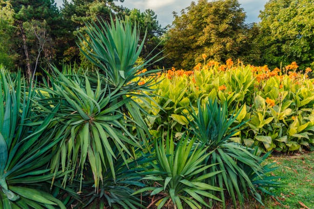 Maintaining Outdoor Spaces With Landscaping Services in Allen