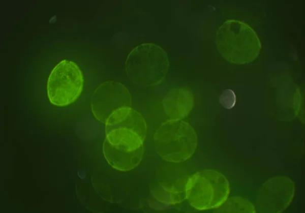 Next Generation Transfection Reagents for Accurate DNA and RNA Delivery
