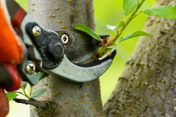 Professional Tree Trimming Service for Healthy and Beautiful Trees