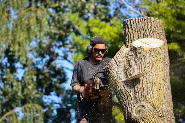 Experienced arborist Services for Tree Health & Safety