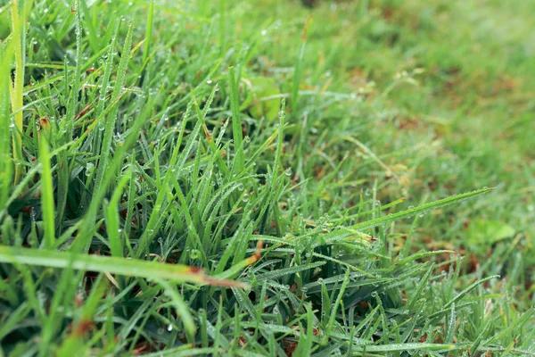 Pre Emergent Crabgrass Control Solutions for a Healthier Weed Free Lawn