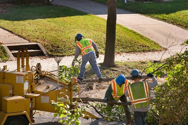 Professional Tree Service Janesville to Enhance Your Landscape Beauty
