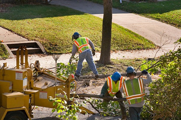 Professional Tree Service Janesville to Enhance Your Landscape Beauty