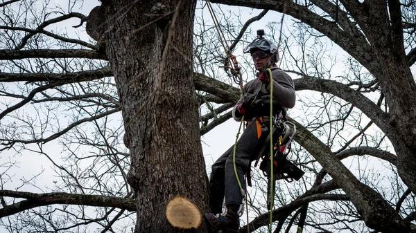 Affordable Emergency Tree Care in Springfield by Local Experts