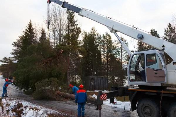 Professional Tree Service Mobile Experts