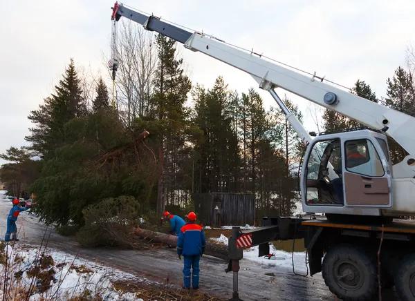 Professional Tree Service Mobile Experts