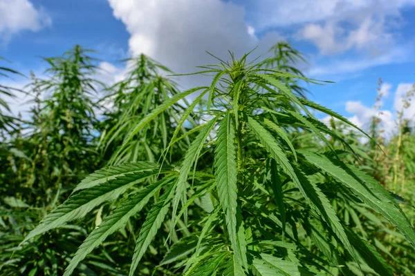 Exploring Quality, Labeling, and Safety in Hemp-Derived Cannabinoids