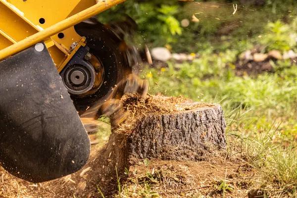 Safe and Efficient tree cutting service for Your Property
